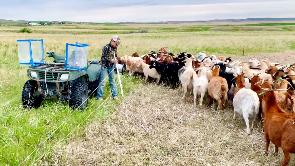 Moving electric fence for rotational grazing of goats